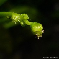 Micrococca oligandra (Müll.Arg.) Prain